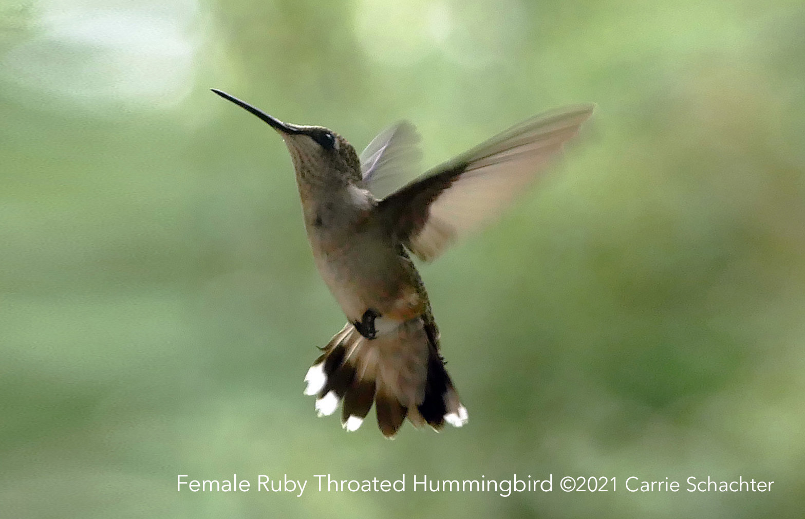 Photo of female red throated hummingbird